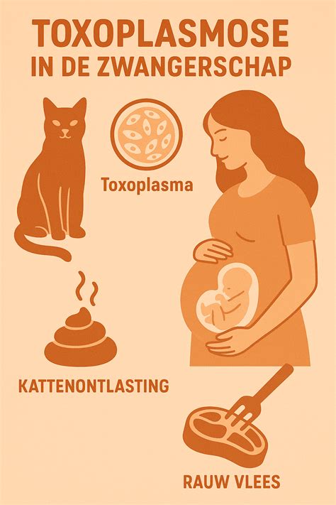 toxoplasmose zwangerschap