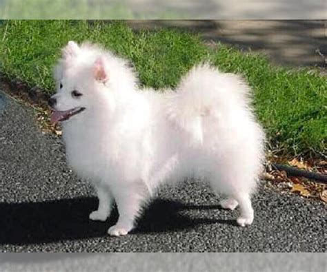 Toy Eskimo Dog