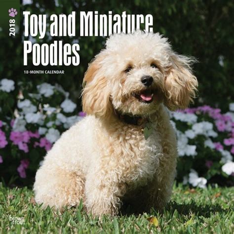 Read Toy And Miniature Poodles 2018 12 X 12 Inch Monthly Square Wall Calendar Animals Small Dog Breeds Multilingual Edition 