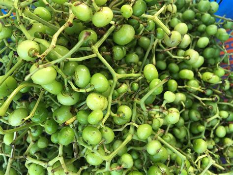 trái giác | Tri gic v chua mit bng bin