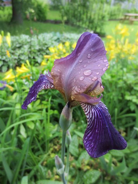 trädgårdsiris plantering