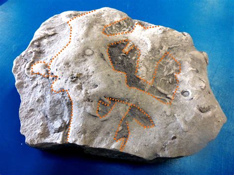 Trace Fossils On Dinosaur Bones Reveal Ecosystem Dynamics Dinosaur Patterns To Trace - Dinosaur Patterns To Trace