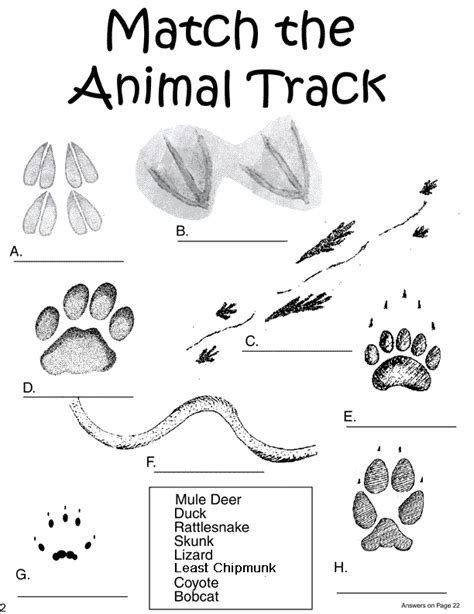 Traces Of Tracks Worksheet Answers   A Trip Through Geologic Time Worksheets Learny Kids - Traces Of Tracks Worksheet Answers