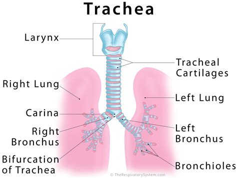 Trachea Function