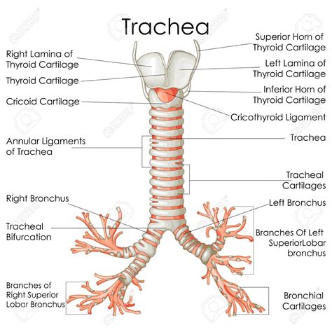Trachea Labeled