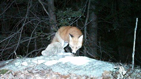 Trackplate Red Fox