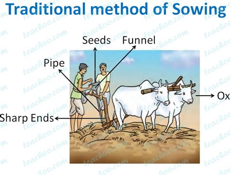 Traditional Method Of Sowing