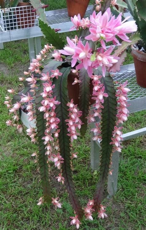 trailing succulent with pink flowers