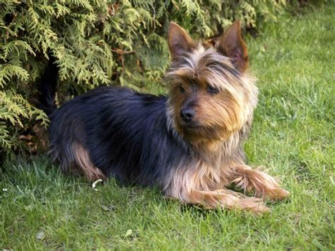 Training Silky Yorkies