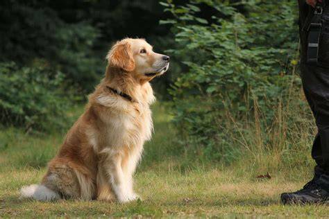training the versatile retriever to hunt upland b