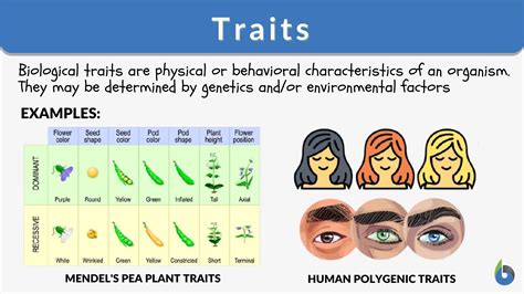Trait Definition And Meaning Trait In Science - Trait In Science