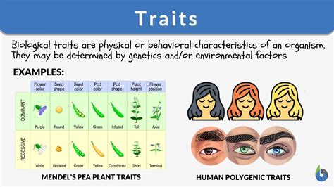 Traits Definition