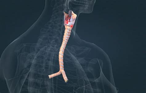 trakea | Tng hp t vng kotoba Karada no