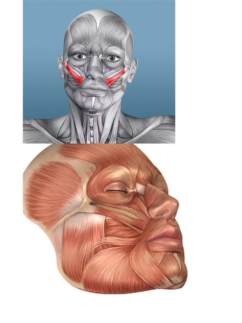 traning ansiktsmuskler