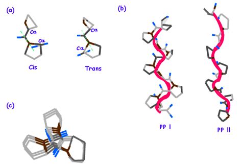 Trans Proline Affect Secondary Structure