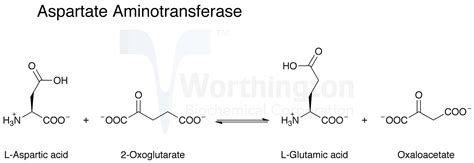 Transaminase S