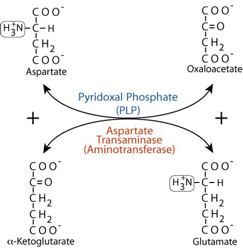 Transamination Of Aspartate