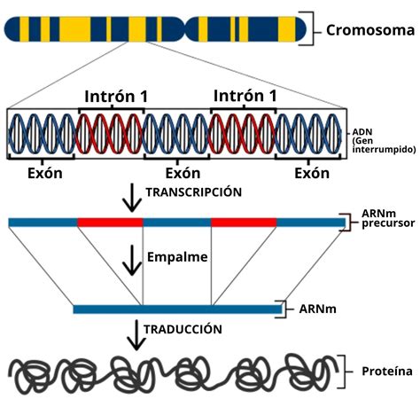 Transcripcion Del Adn