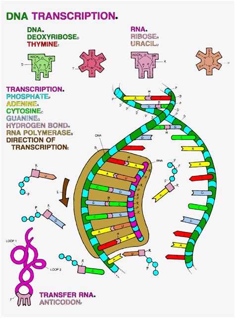 Transcription Amp Translation Coloring Dna The Double Helix Dna Structure Coloring Answer Key - Dna Structure Coloring Answer Key