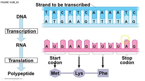 Transcription And Translation From Dna To Protein Pearson Transcription Dna To Rna Worksheet - Transcription Dna To Rna Worksheet