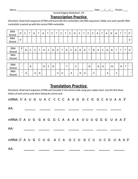 Transcriptionand Translation Worksheet 1 Name Studocu Transcription And Translation Worksheet Answers Biology - Transcription And Translation Worksheet Answers Biology