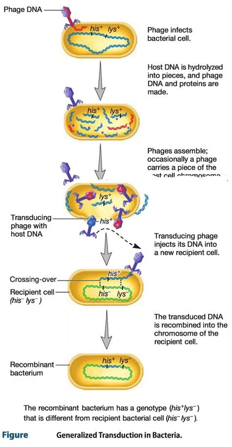 Transduction In Bacteria