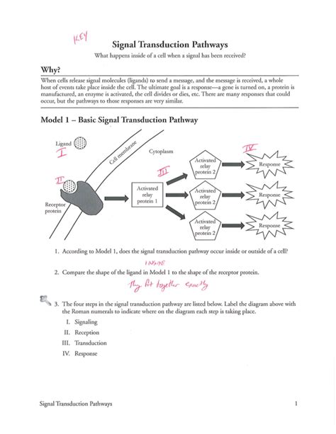 transduction pathway packet answers