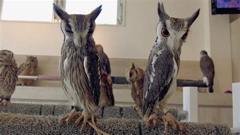 Transform Owl Into Triplets