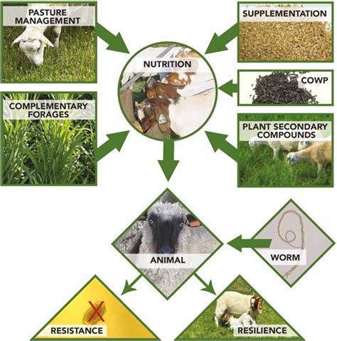 transitional nutrition for small ruminants