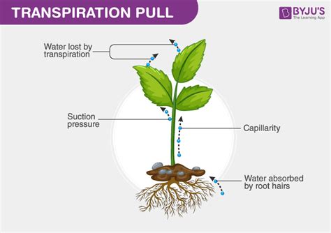Transpiration Pull