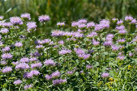 transplanting monardia - Houzz