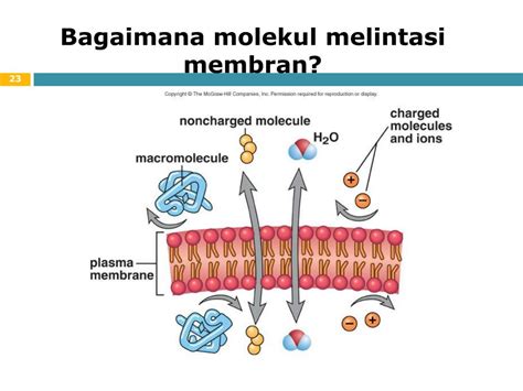 transpor zat melalui membran