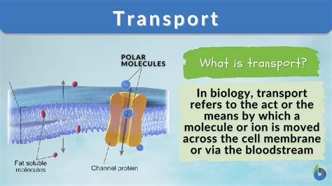 Transport Definition And Examples Biology Online Dictionary Transportation In Science - Transportation In Science