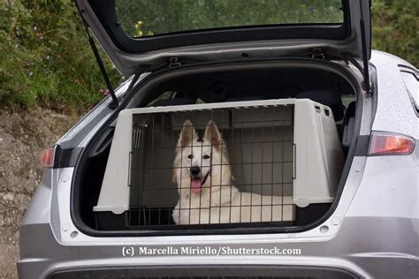 transportbox schäferhund auto