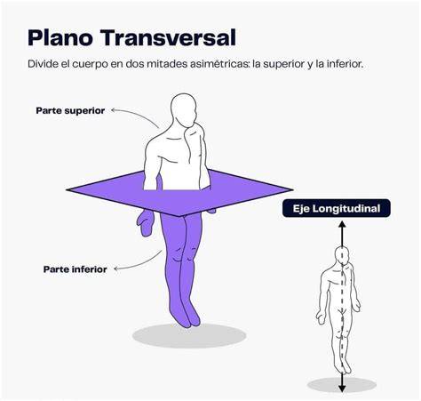 Transversalt