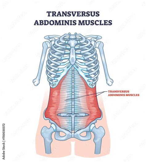 transversi | Chuong 7 bomay tuan hoan Chng 7