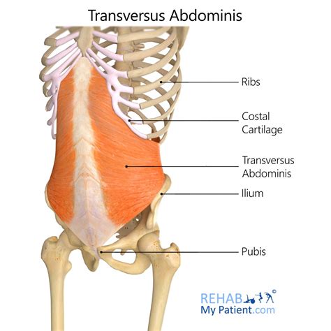 Transversus Abdominis