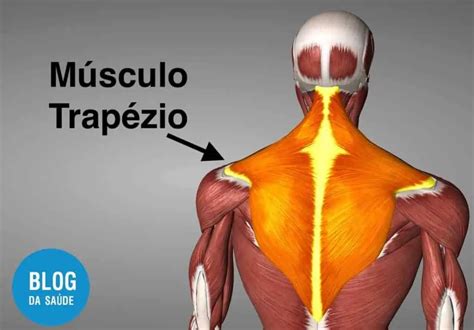 trapezio corpo