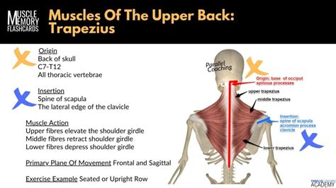 Trapezius Muscle Origin And Insertion