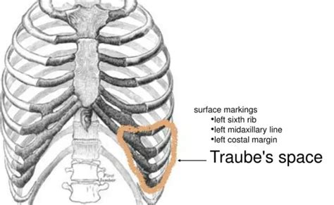 Traube's Space Boundaries