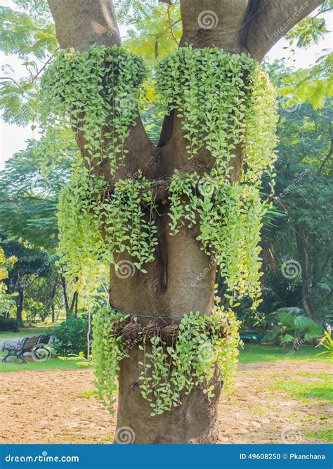tree creeper plant