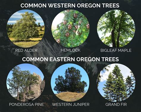 Tree Identification Portland Gov Tree Identification Worksheet - Tree Identification Worksheet