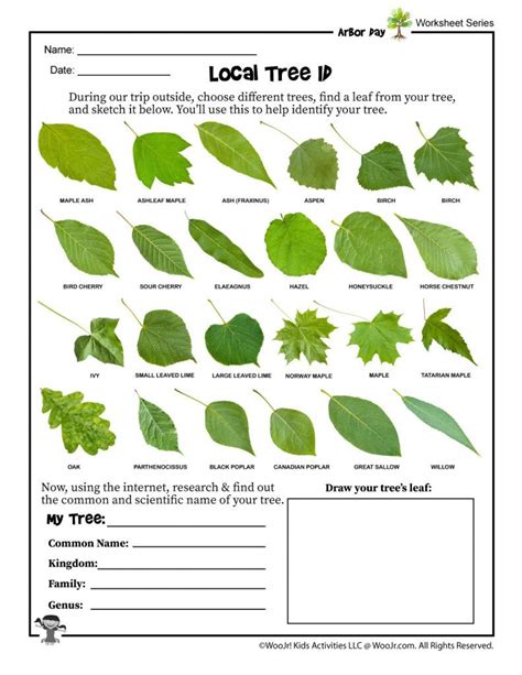 Tree Identification Worksheet Woo Jr Kids Activities Tree Identification Worksheet - Tree Identification Worksheet