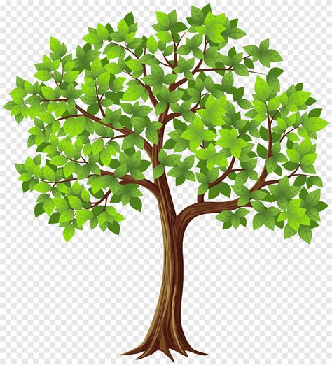 tree illustration png