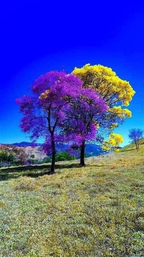 Tree Is Nice