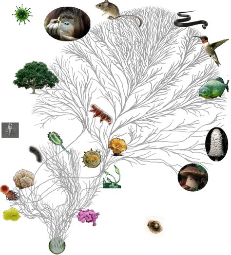Tree Of Life Web Project