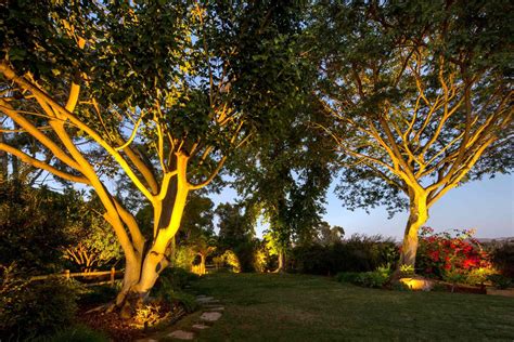 Tree Of Light