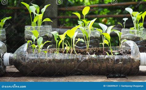 tree plantation in plastic bottles