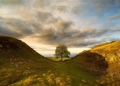 Tree Science   Sycamore Gap New Life Springs From Rescued Tree - Tree Science