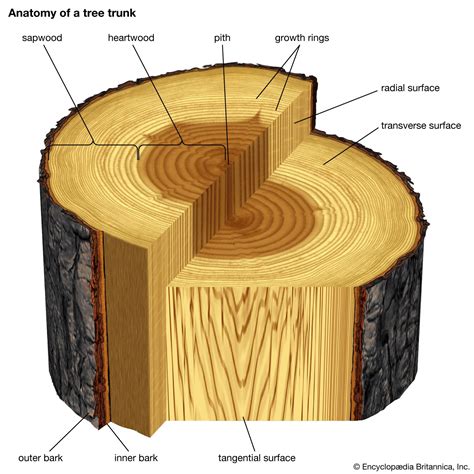 Tree Trunk Meaning